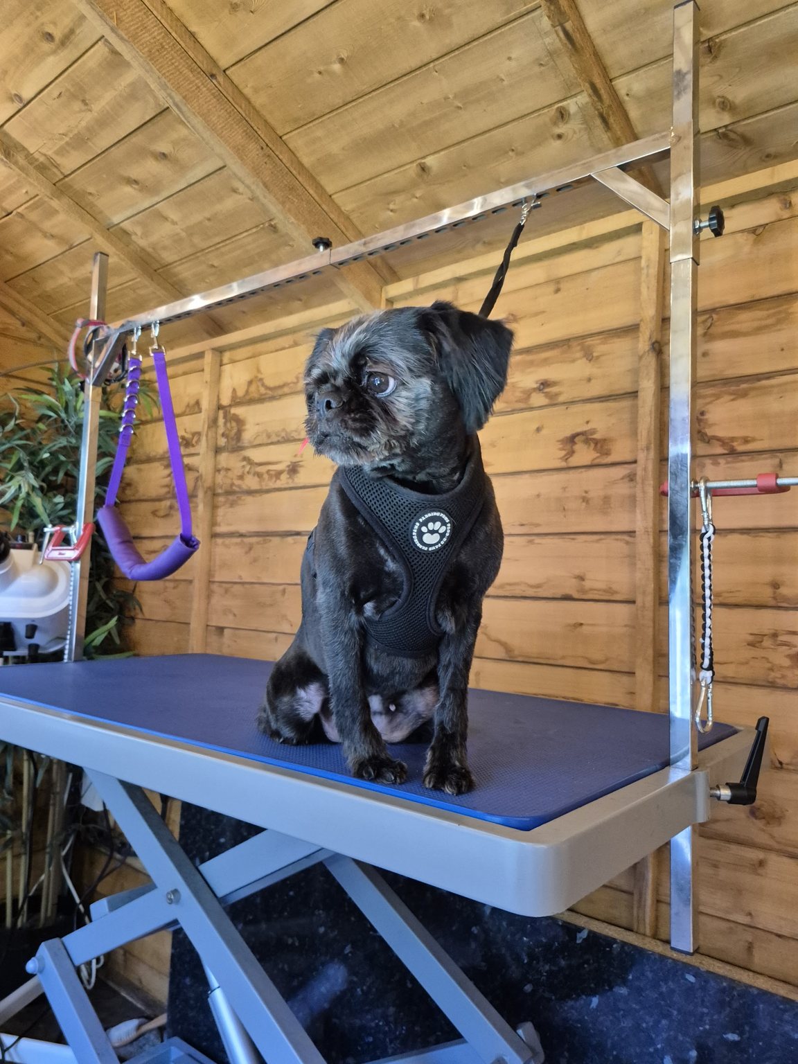 A small black dog in a harness sitting on the grooming table