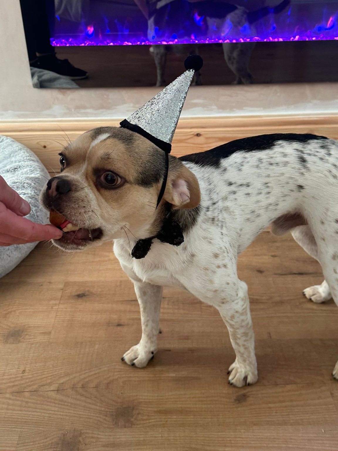 A small dog wearing a party hat at home