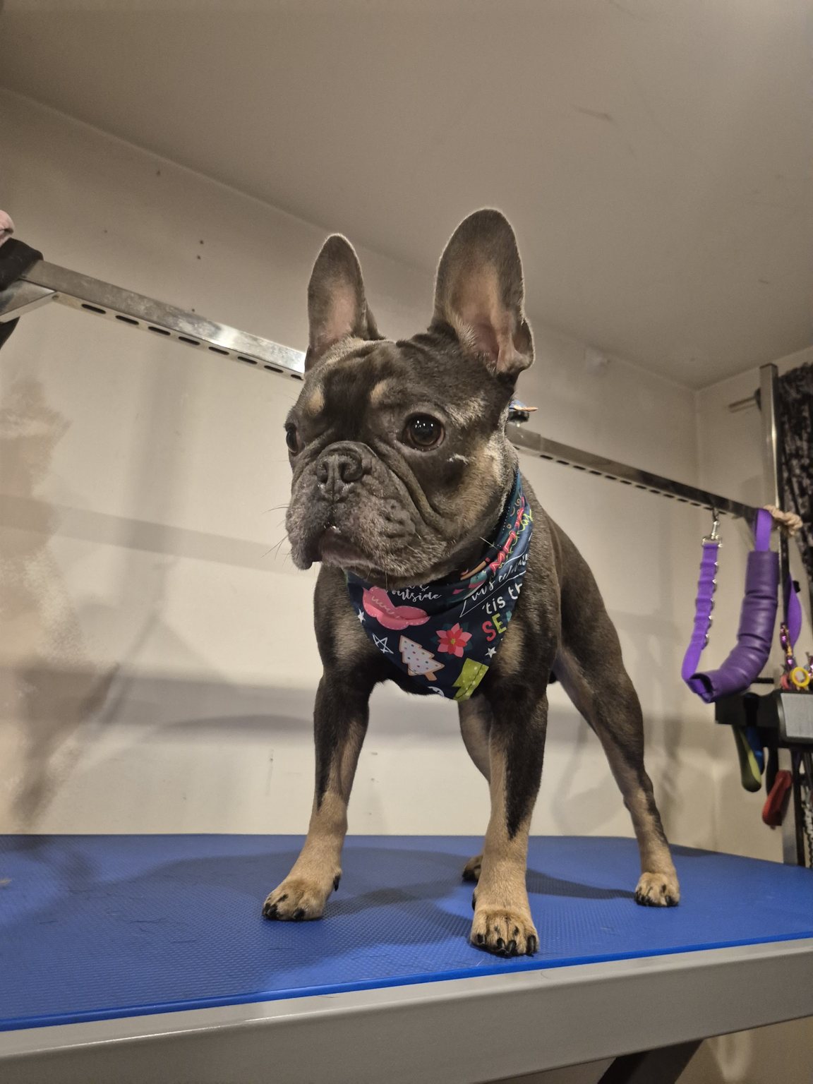 A French bulldog in a patterned bandana standing on the grooming table