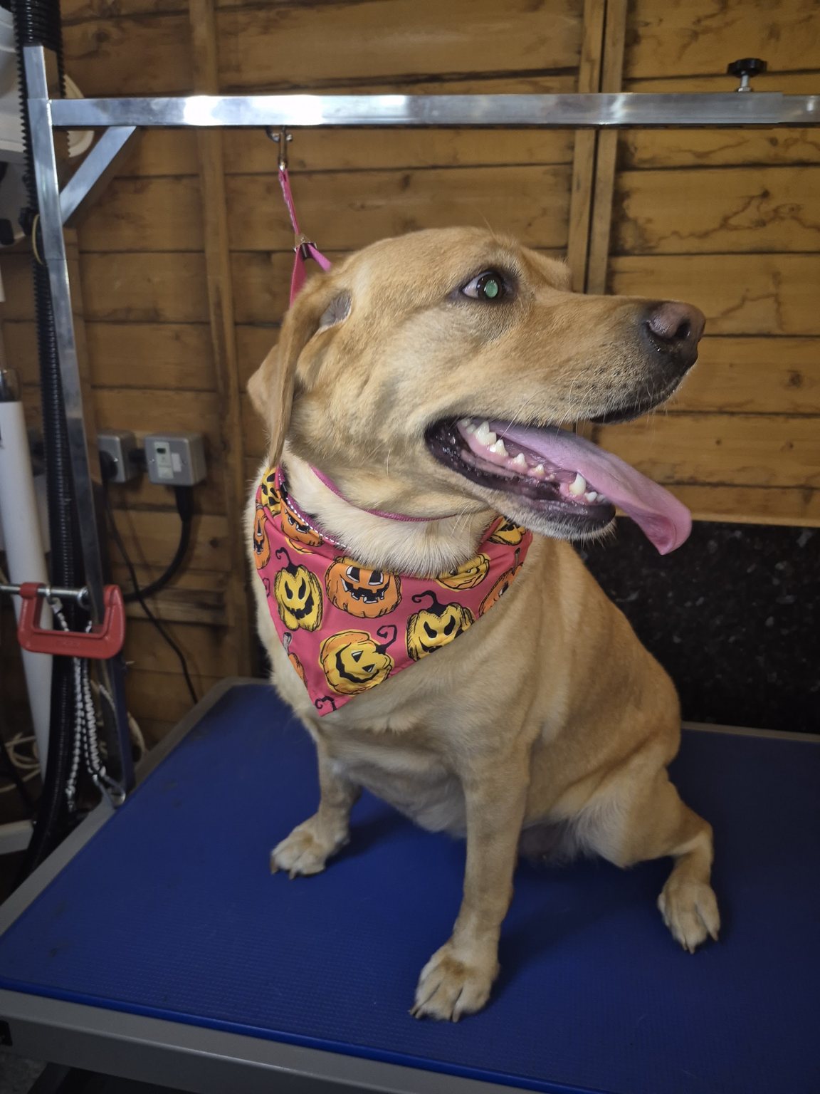 A Labrador in a pumpkin bandana sitting on the grooming table