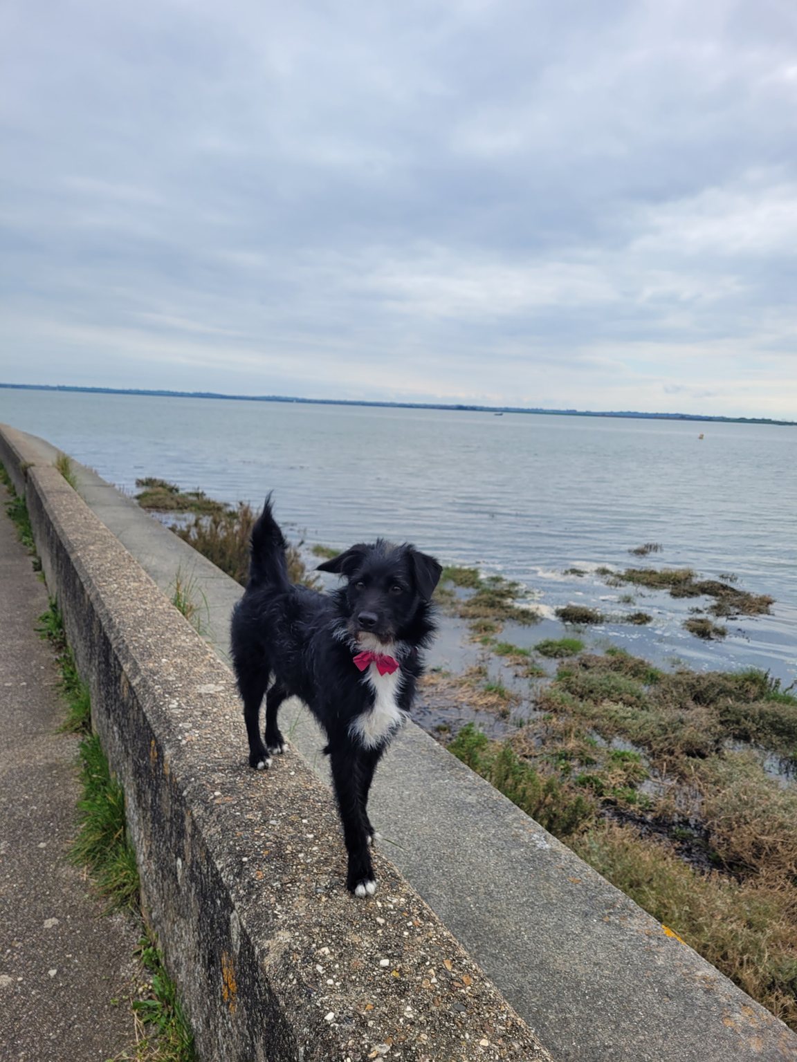 A black and white dog standing on a sea wall