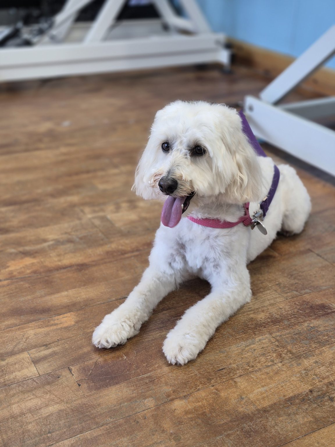 A white fluffy dog lying on the salon floor beside the grooming table