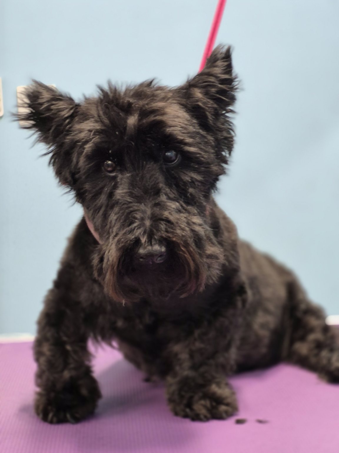 A black terrier lying on a pink mat after a groom