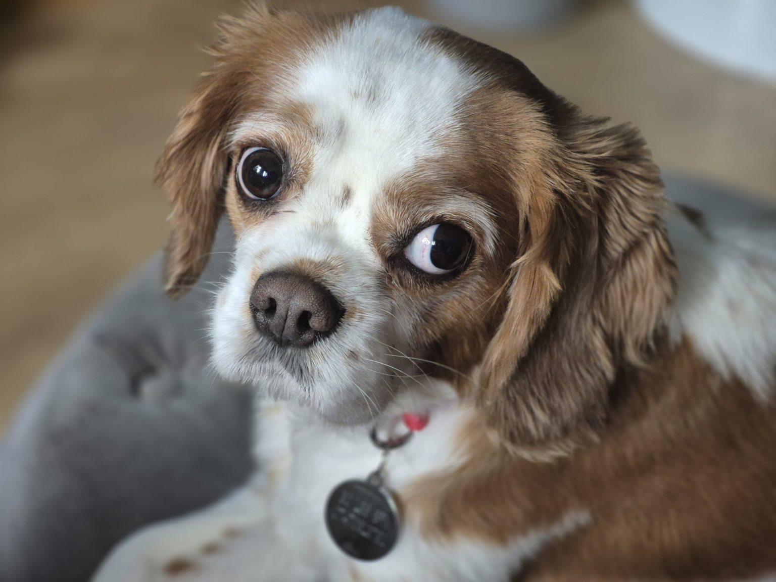 A brown and white spaniel looking up at the camera