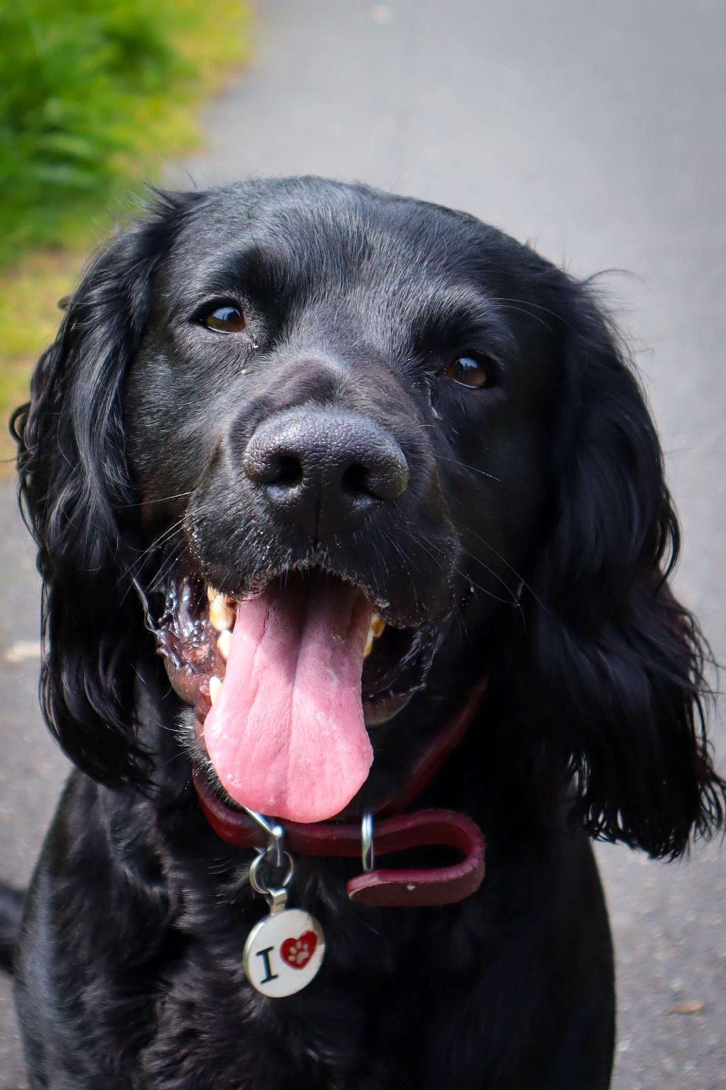 A black spaniel with a glossy coat, tongue out